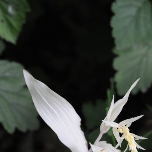 Epipactis helleborine forma alba